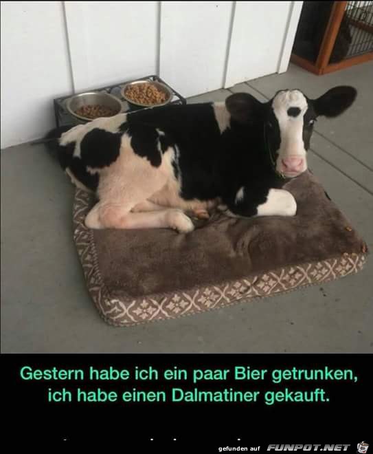 Dalmatiner und Bier... Dalmatiner und Bier...