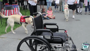 Hilfreicher Hund Hilfreicher Hund