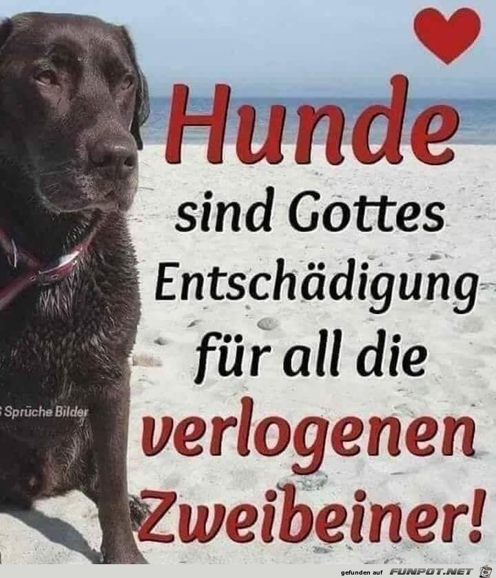 hunde sind gottes Entschaedigung