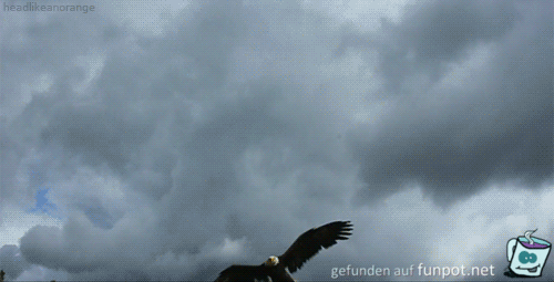 Adler Angriff
