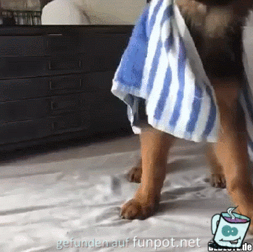 Hundeblick Hundeblick