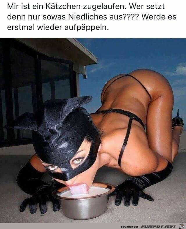 Kätzchen zugelaufen Kätzchen zugelaufen