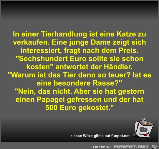 In einer Tierhandlung ist eine Katze zu verkaufen In einer Tierhandlung ist eine Katze zu verkaufen