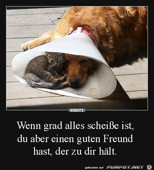 wenn grad alles scheisse ist wenn grad alles scheisse ist