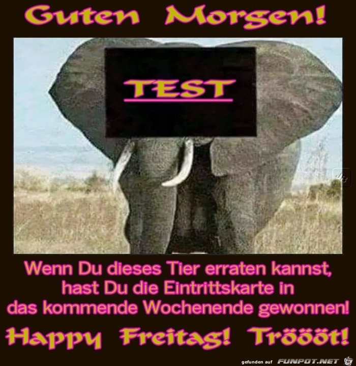 Freitag Freitag