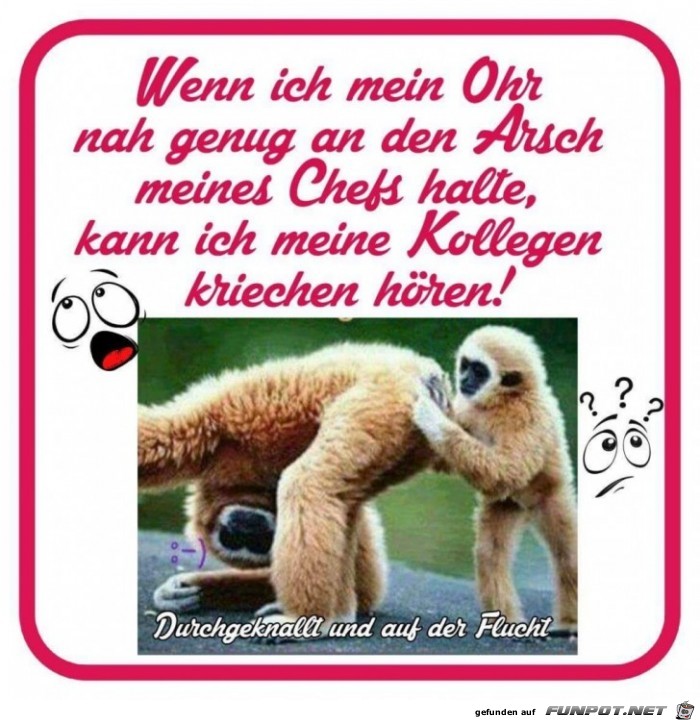 Arschkriecher Arschkriecher