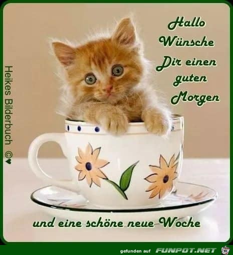 Hallo wuensche dir einen guten Morgen