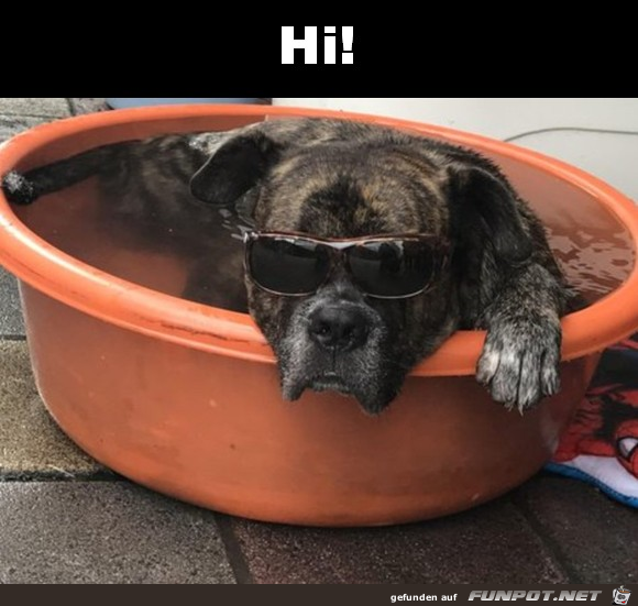 Hi Hi