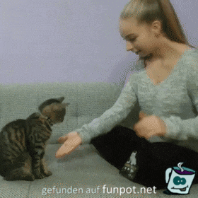 Katzentraining Katzentraining