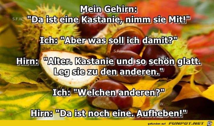 Kastanie Kastanie