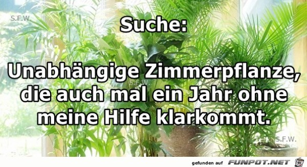 Unabhaengige Zimmerpflanze Unabhaengige Zimmerpflanze