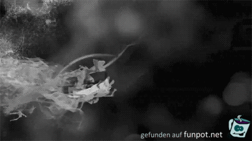 Zeitraffer - Schmetterling Zeitraffer - Schmetterling
