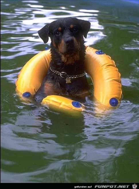 Hund Hund