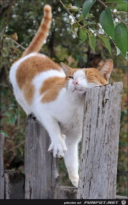 Katze Katze