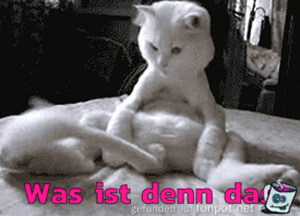 Was ist das Was ist das