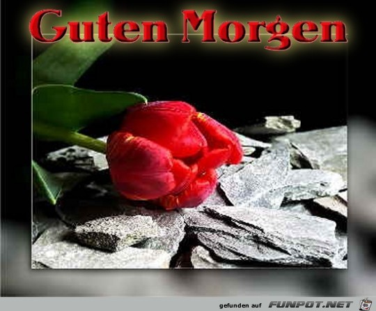Guten Morgen--- Guten Morgen---