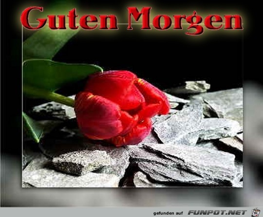 Guten Morgen---