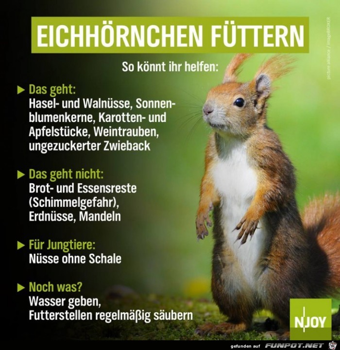 Eichhoernchen fuettern Eichhoernchen fuettern