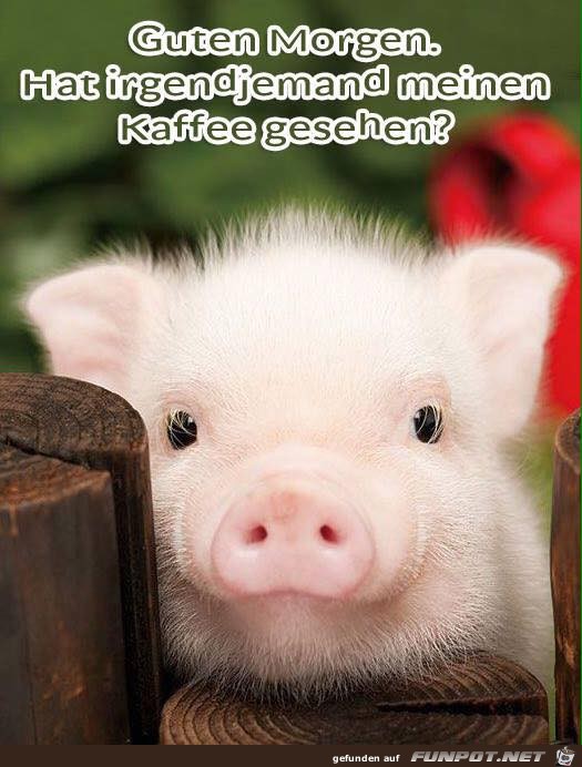 Guten Morgen Guten Morgen