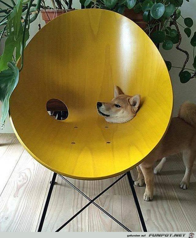 Blöd Blöd