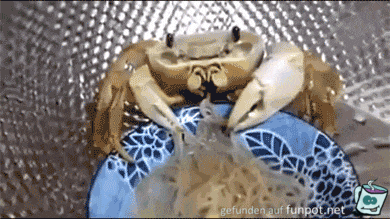 Krabbe isst Spagetti