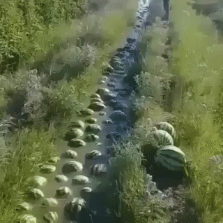 Melonenwanderung