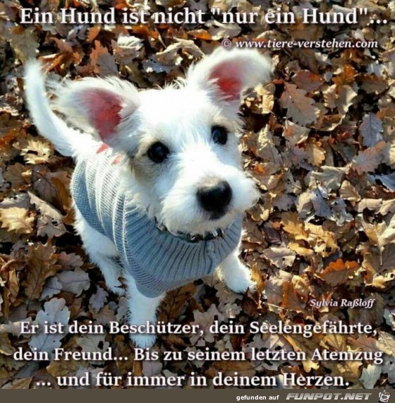 Ein Hund ist nicht nur ein Hund