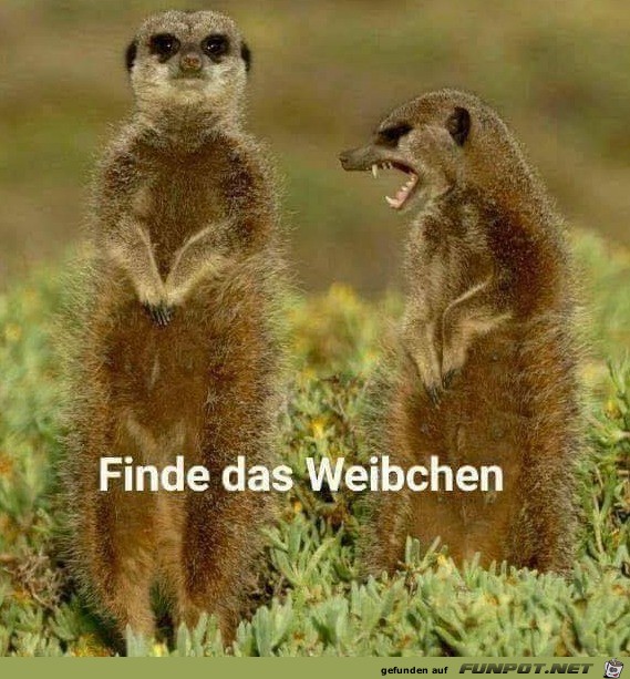 Hast du es gefunden Hast du es gefunden