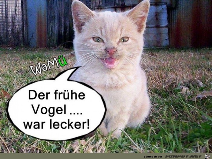 der frühe vogel.. der frühe vogel..
