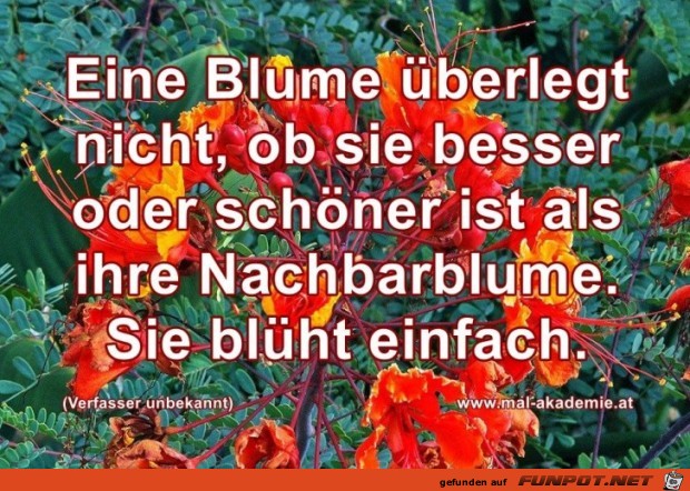 Eine Blume ueberlegt nicht