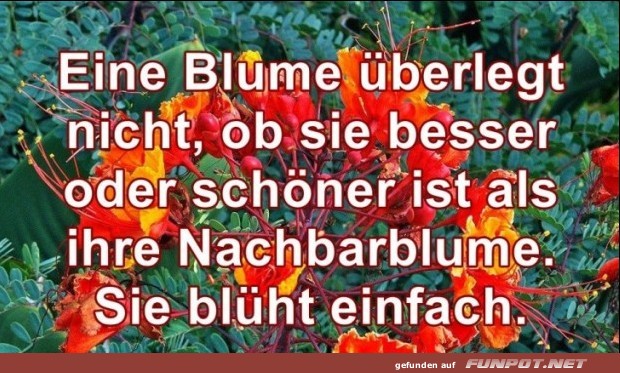10 schne Sprche und Lebensweisheiten aus...