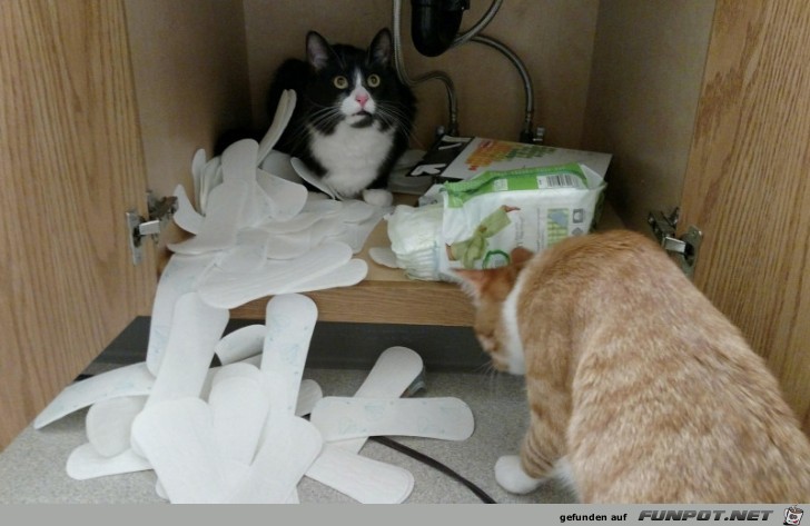 Katzen machen alles kaputt :-)