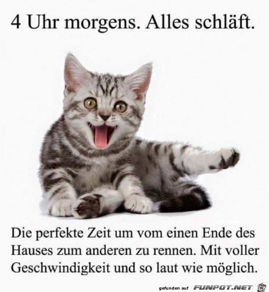 Morgens Morgens
