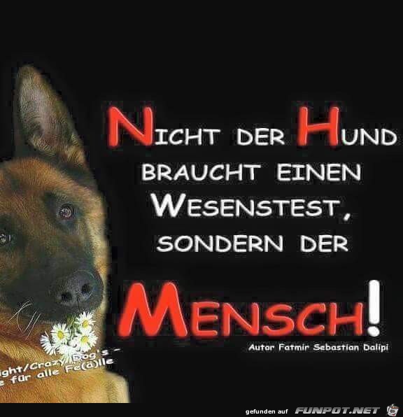 nicht der hund