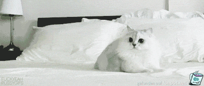 Weiße Katze Weiße Katze