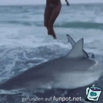 Hai gerettet Hai gerettet