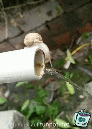Schnecke hat durst Schnecke hat durst