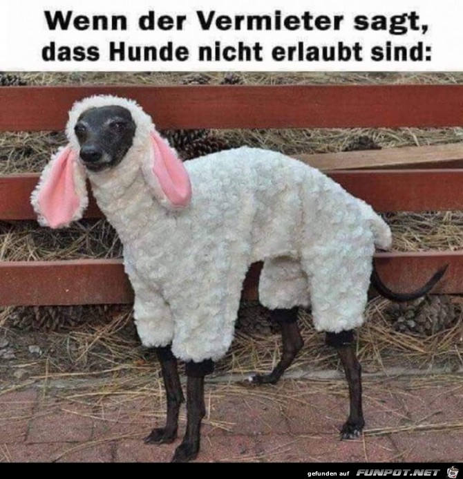 Hunde nicht erlaubt