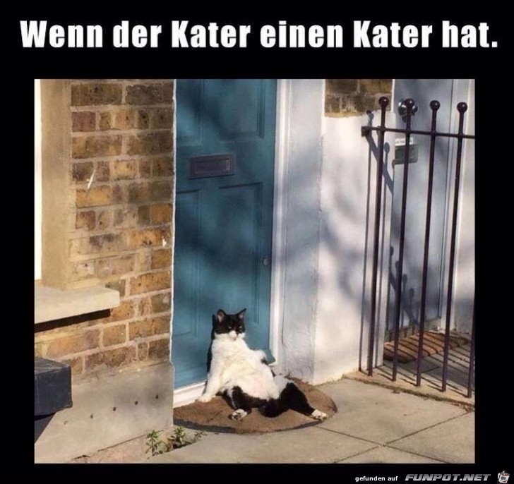 Ein Kater