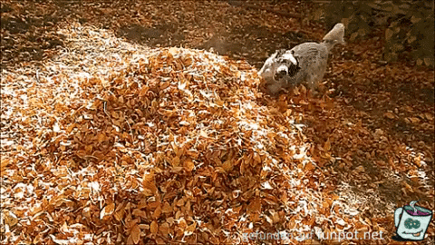 Herbstlaub Herbstlaub