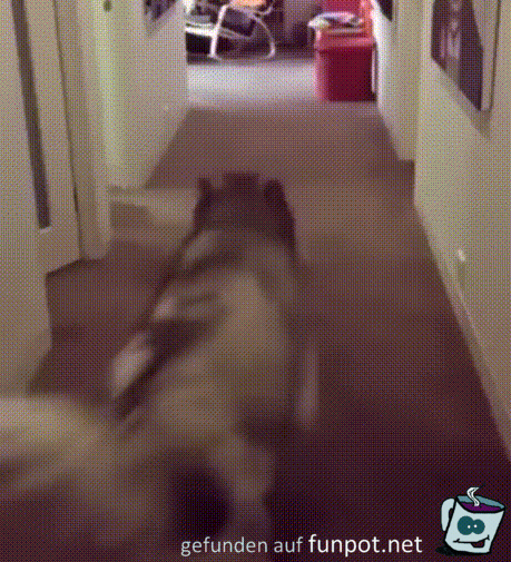 Hunde haben Spaß Hunde haben Spaß
