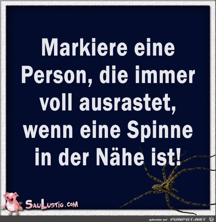 Spinne-in-der-Naehe