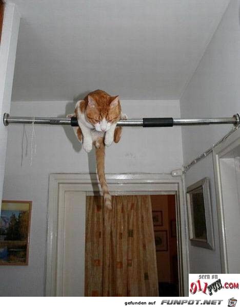 Katzenstange Katzenstange