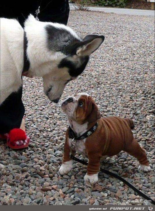 Hunde Hunde