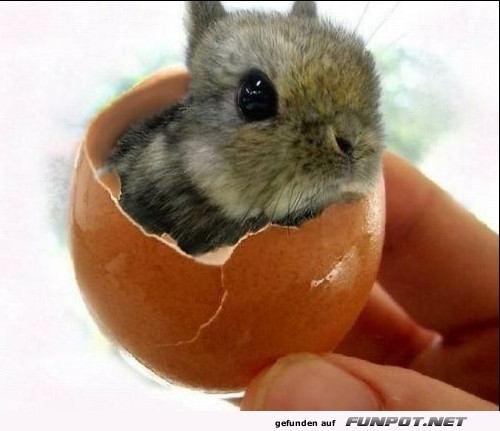 Total herzige Tierbilder...