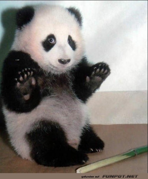 Total herzige Tierbilder...