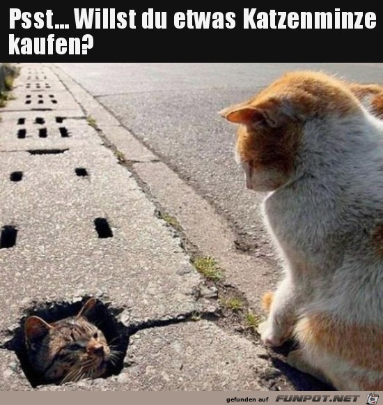 Katzengras-Verkufer