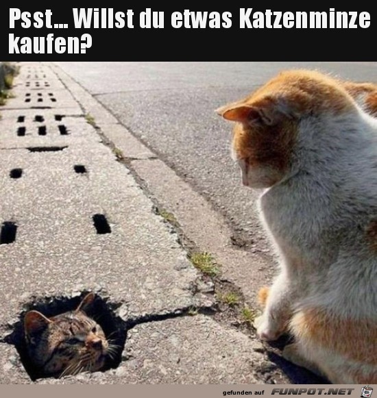 Katzengras-Verkäufer Katzengras-Verkäufer
