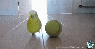 Vogel auf Tennisball