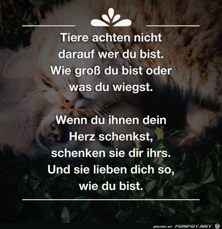 Herz schenken Herz schenken